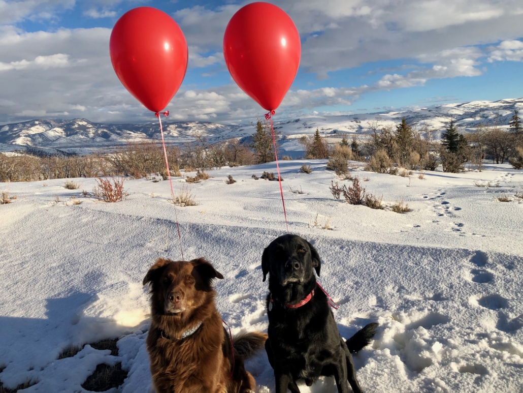 The canine interns celebrate 9 years with Redhead Marketing & PR