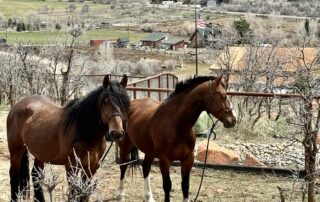 Rescued horses at Liberty Sanctuary