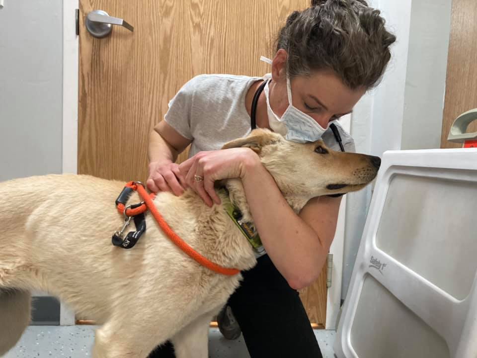 Dr. Hughes cares for a Nuzzles rescue